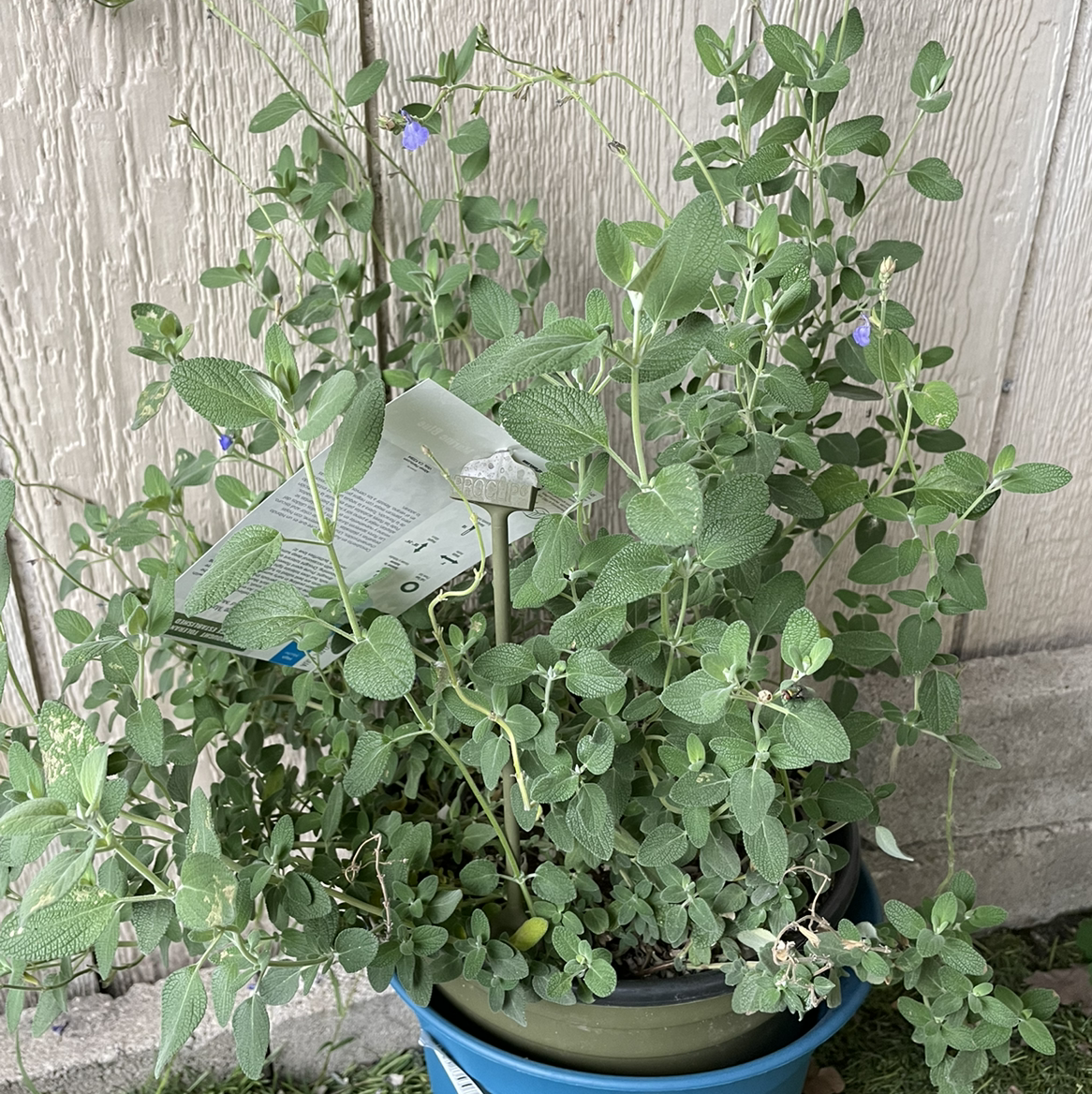 Photo of the plant species Shrubby Blue Sage by Angie named Blue sage on Greg, the plant care app