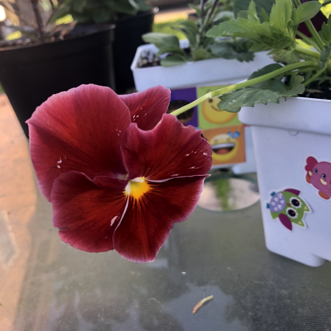 Wild Pansy plant with a prominent red flower in a pot with decorative stickers.