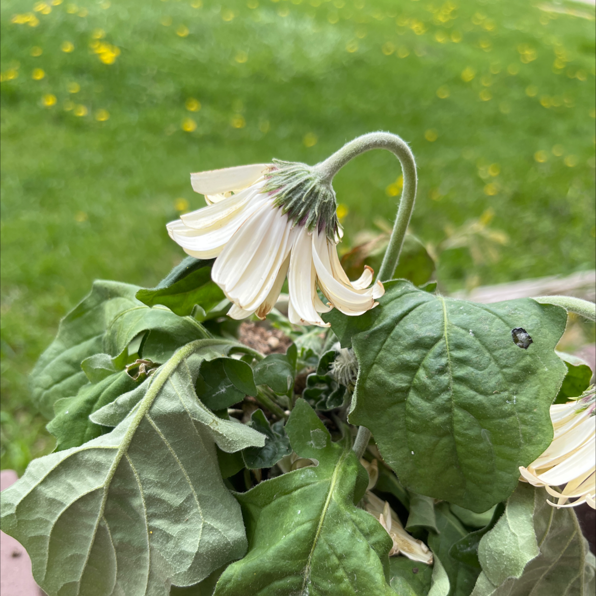 Why Are My Gerbera Leaves Falling Over?