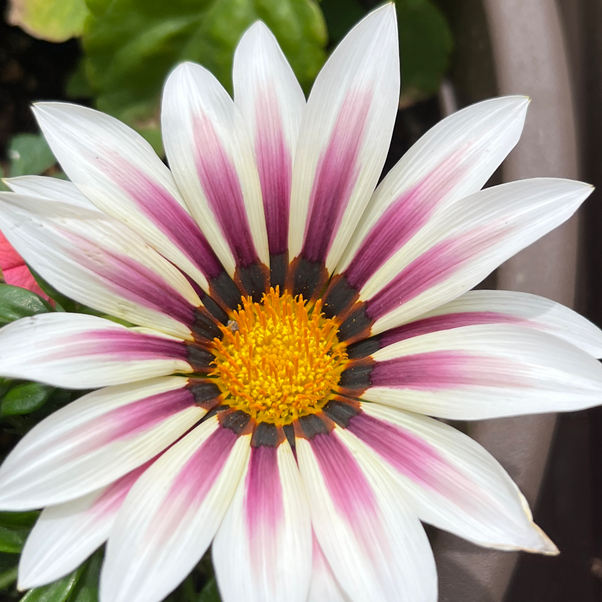 Close-up of a Treasureflower with white petals, purple streaks, and a yellow center.