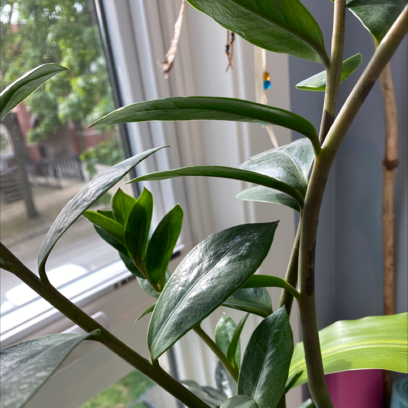 Zamioculcas Zamiifolia plant photo by @Crystalplant named Aristotle on Greg, the plant care app.