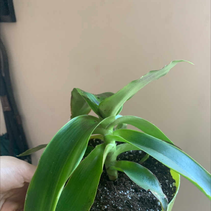 Basket Plant with green leaves in a pot, held by a hand. Visible soil.