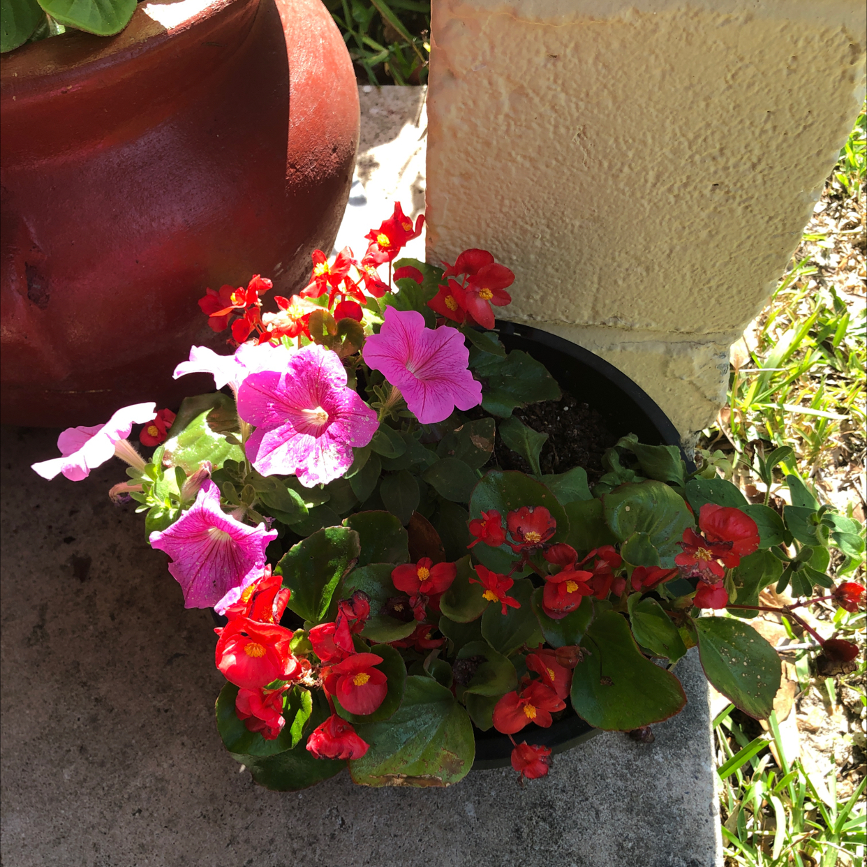 Photo of the plant species Begonia cucullata by @Amimelia named Aunt Begonia on Greg, the plant care app
