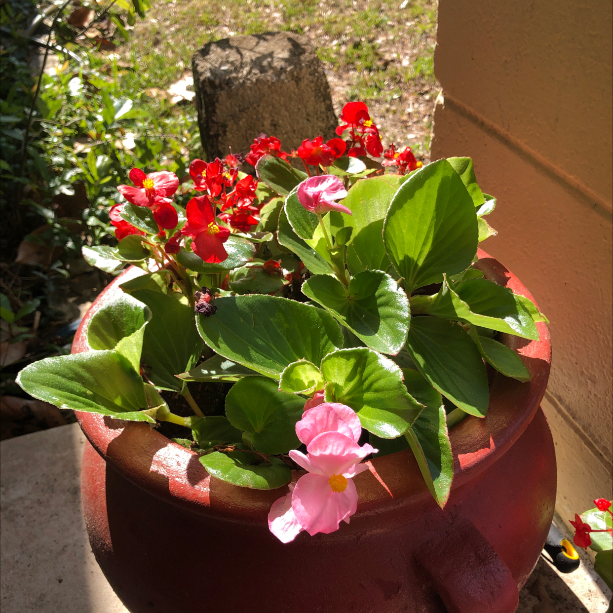 Photo of the plant species Pendula Begonia by @Amimelia named Destiny’s Child - Survivor on Greg, the plant care app