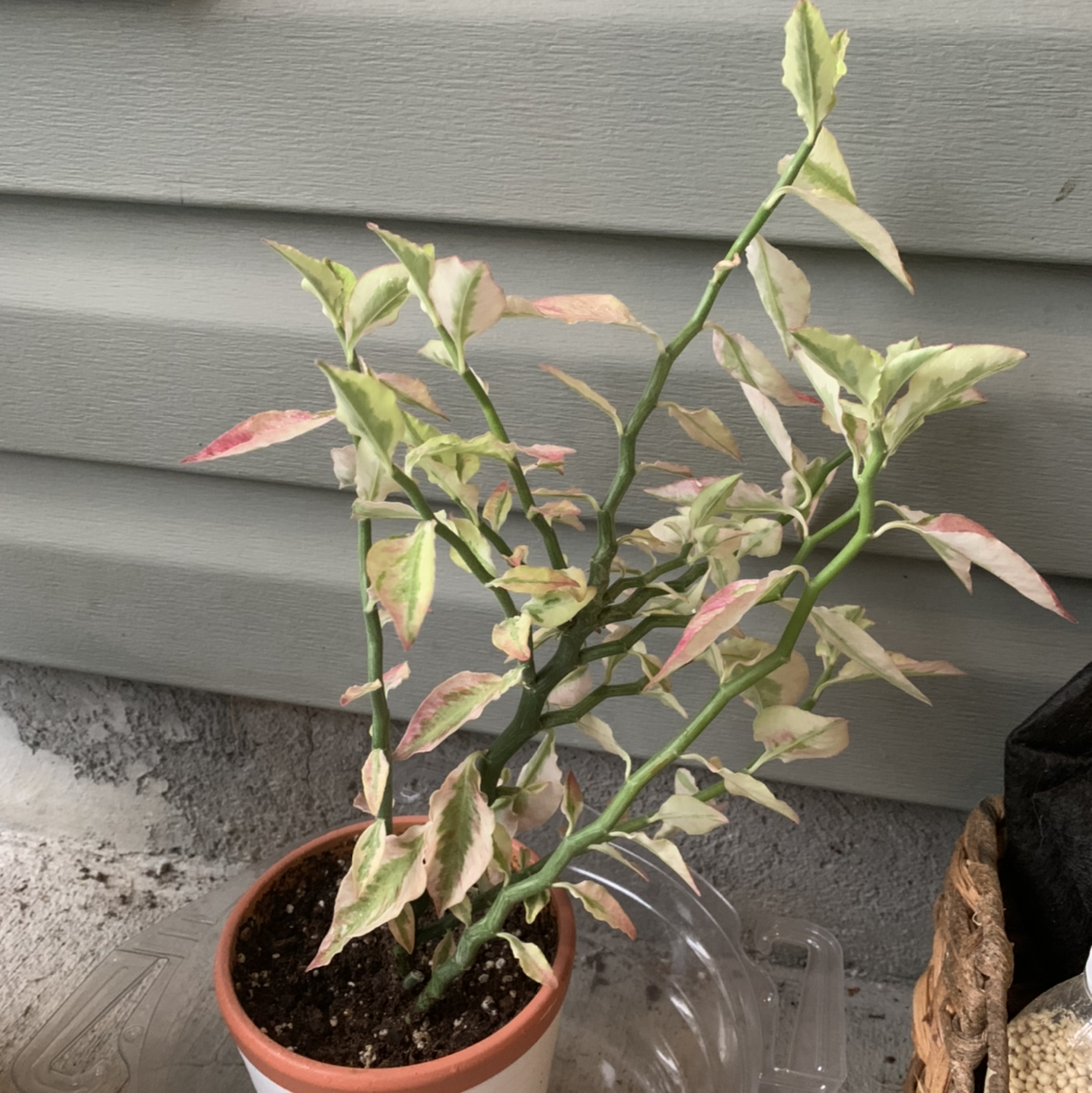 Healthy variegated Japanese Poinsettia in a small pot, showing elongated green and white marbled leaves with pink edges.