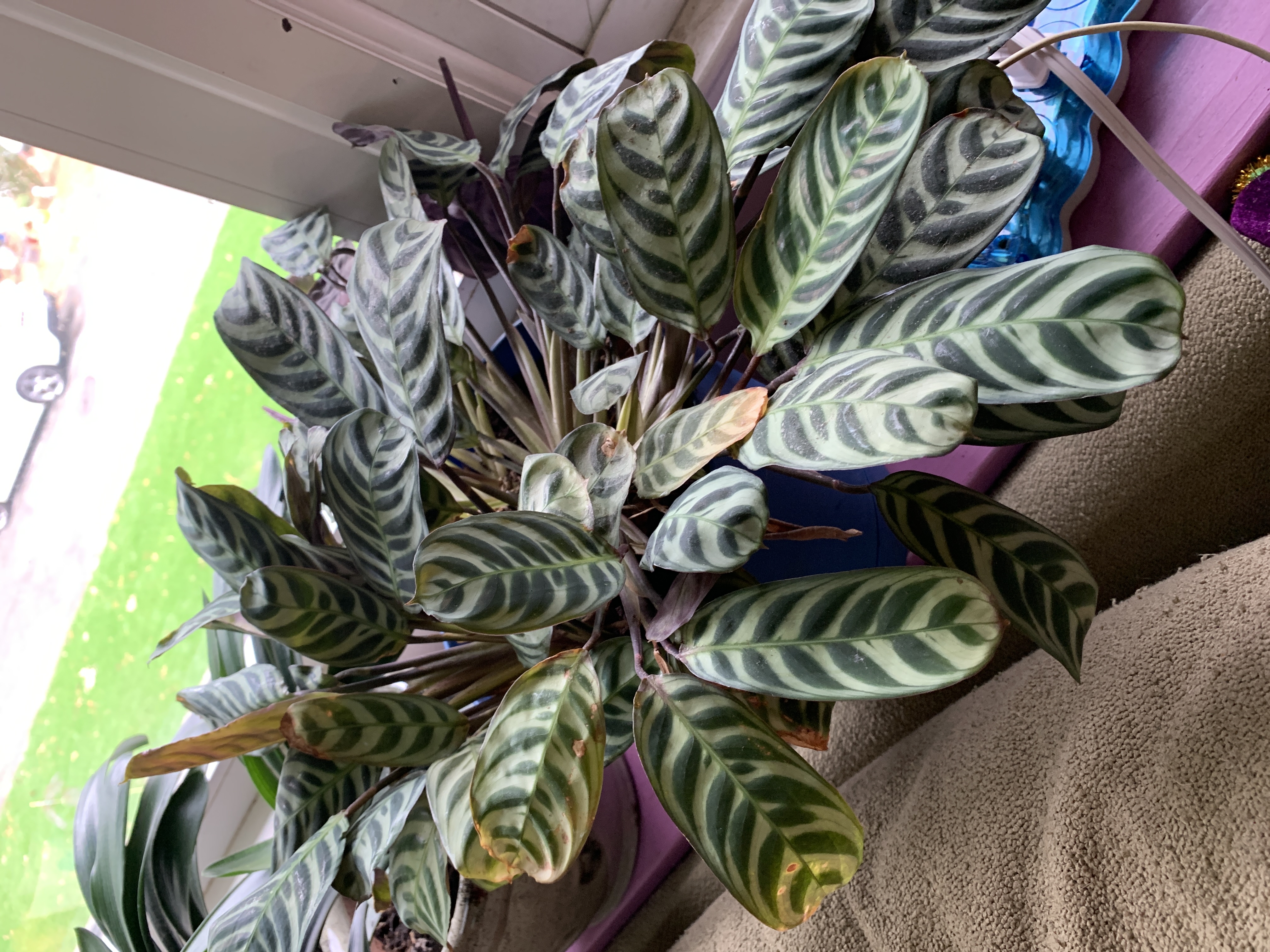 Calathea plant with patterned leaves, some showing browning and yellowing.