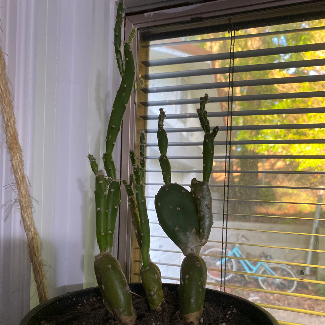 Brazilian Pricklypear plant in a pot near a window with visible soil.