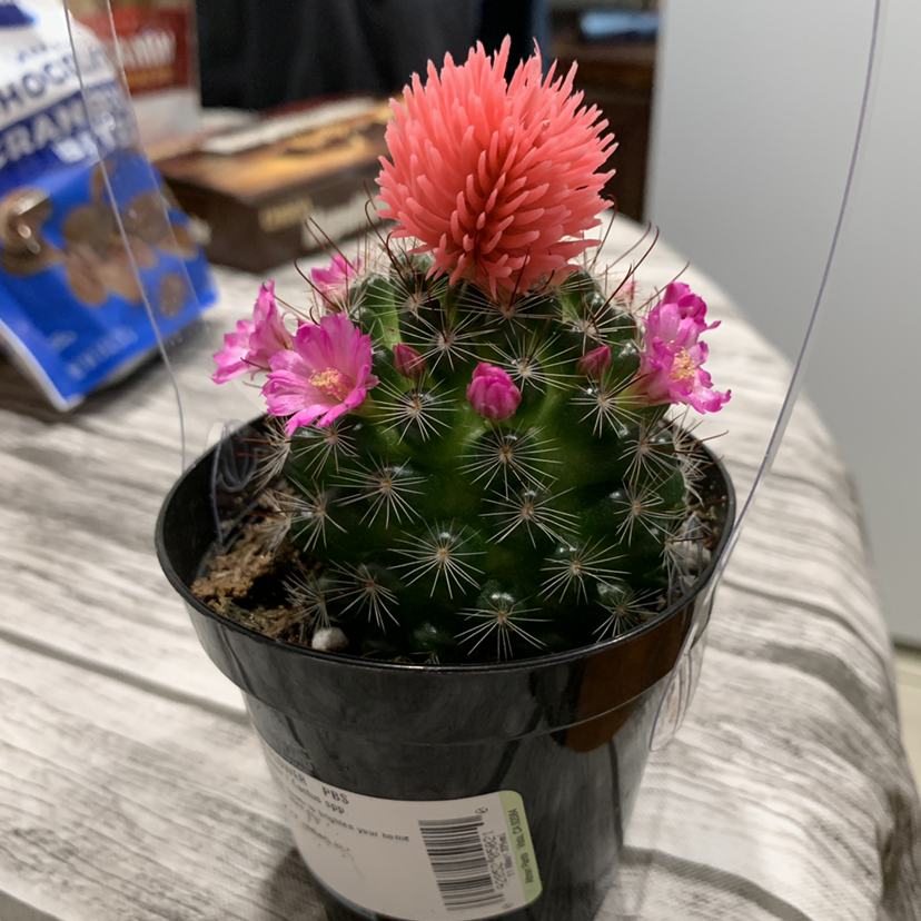 A healthy Hooked Cactus in a pot with a prominent pink flower on top and several smaller pink flowers.