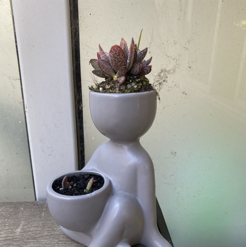 Photo of the plant species Adromischus trigynus by Kate named Darwin on Greg, the plant care app