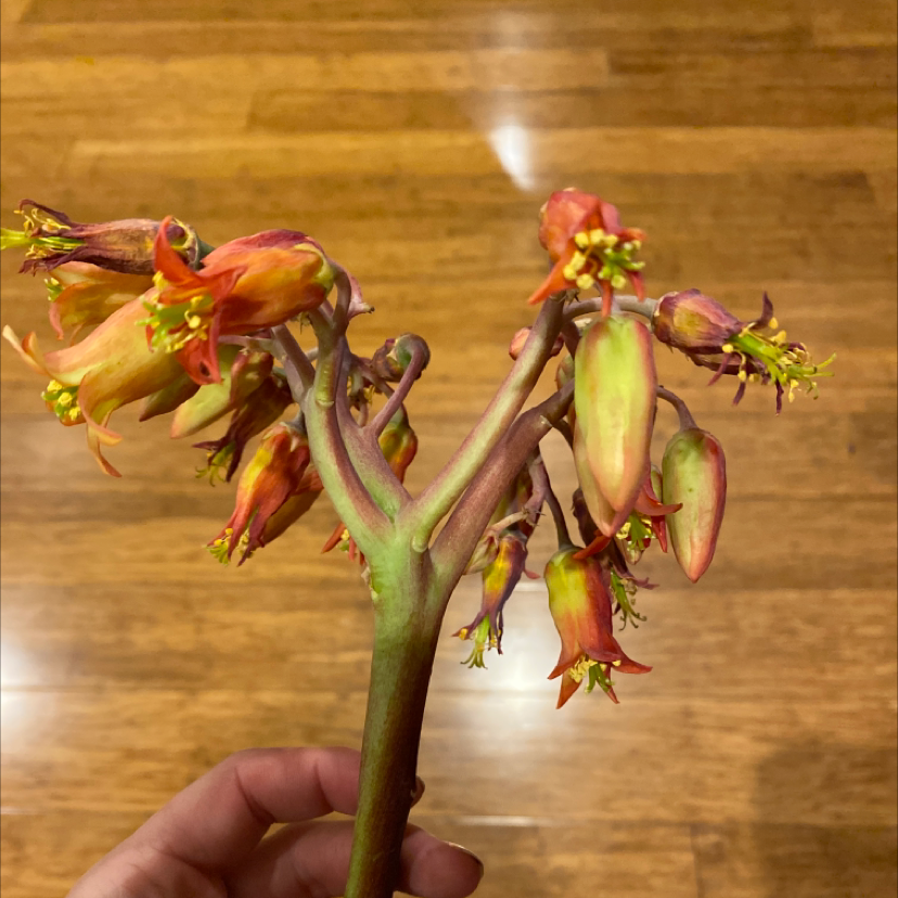 Pig's Ear plant with flowers, held by a hand against a wooden floor background.
