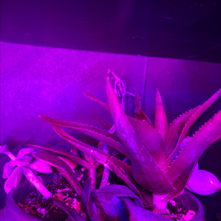 Succulent plant under purple lighting in a pot with visible soil.