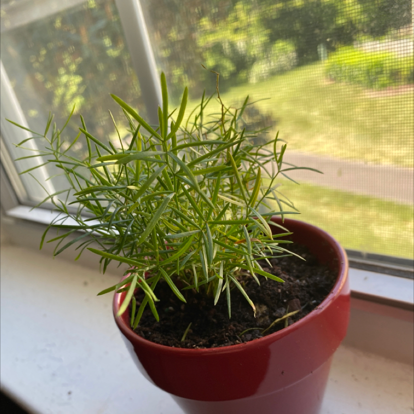 Asparagus Fern plant photo by @Mleppyboy named Walter on Greg, the plant care app.