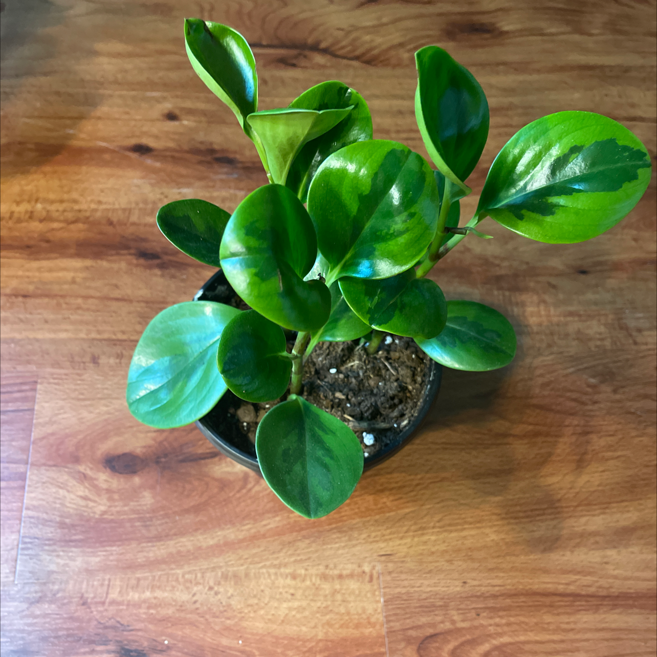 Photo of the plant species Peperomia 'Bamboo Stalks' by Antoinette named Pep on Greg, the plant care app