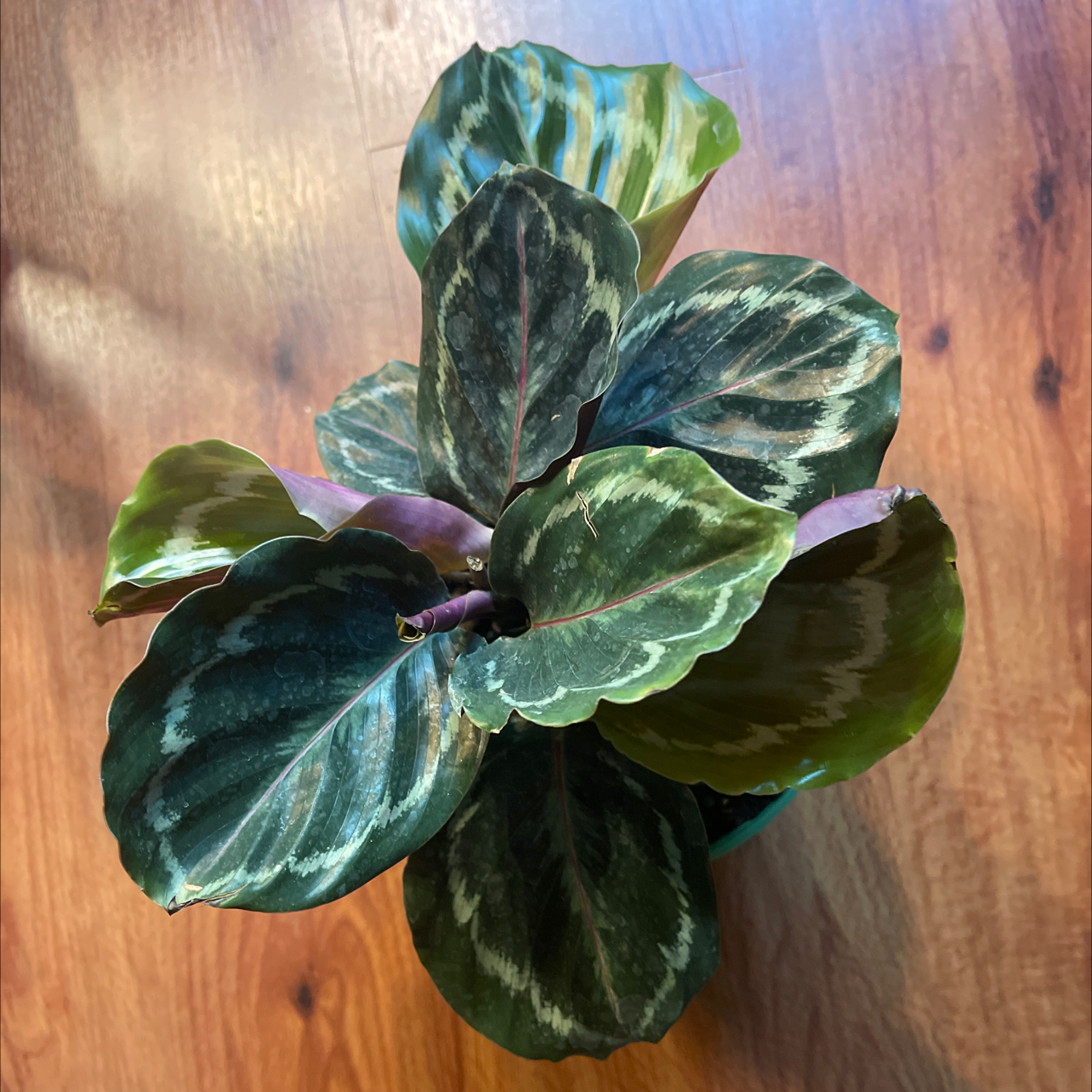 Rose Calathea plant photo by Antoinette named Tooka on Greg, the plant care app.