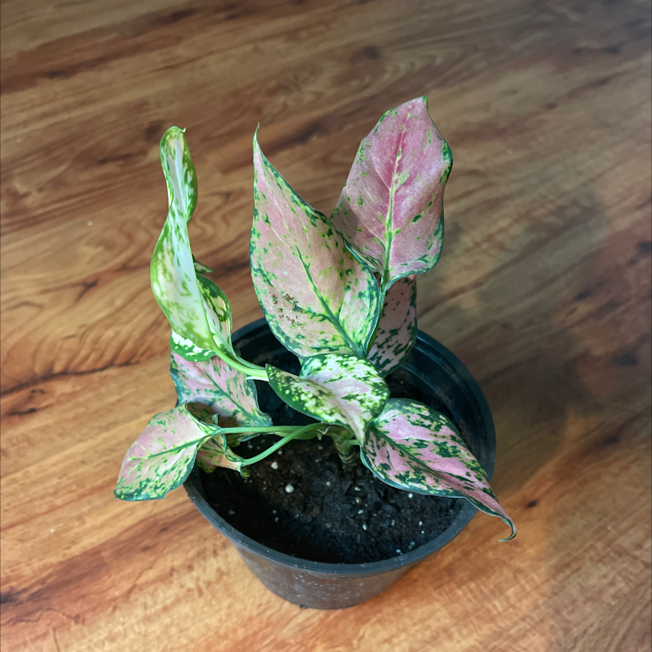 Photo of the plant species Chinese Evergreen Hot Pink Valentine Wishes by Antoinette named Valenta on Greg, the plant care app