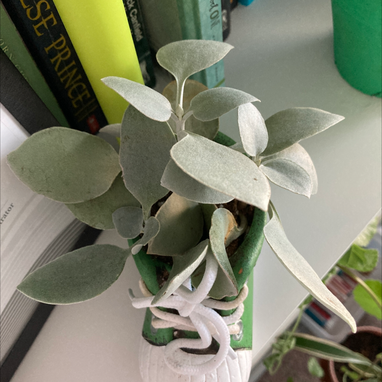 Copper Spoons (Kalanchoe orgyalis) plant in a decorative shoe-shaped pot with healthy silvery-green leaves.