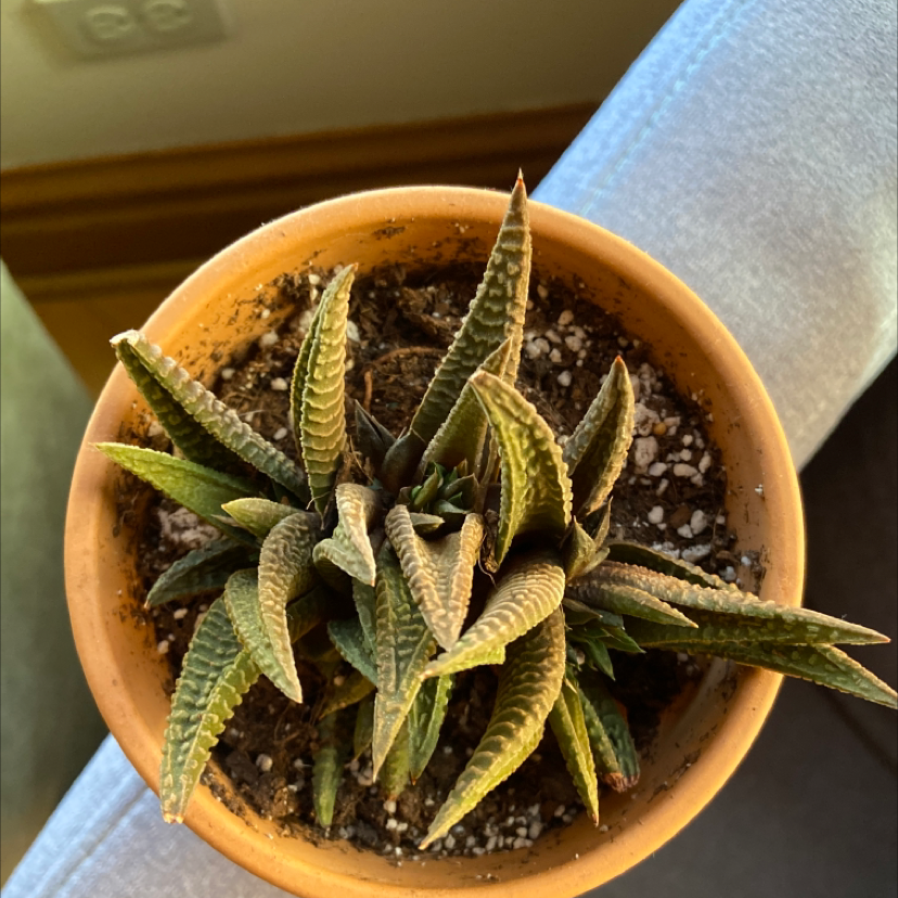 Haworthia attenuata 'Enon' plant in a small pot with visible soil, well-framed and in focus.