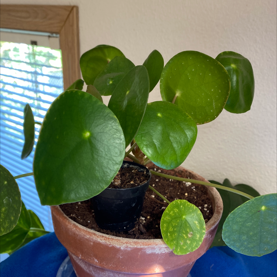 Chinese Money Plant plant photo by @kingbeck13 named Pilee on Greg, the plant care app.