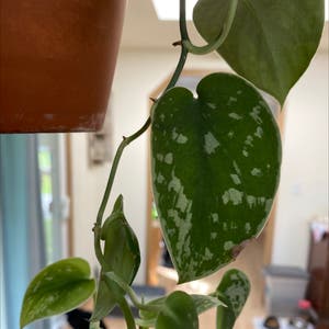 Silver Anne Pothos plant photo by @kingbeck13 named Annie on Greg, the plant care app.
