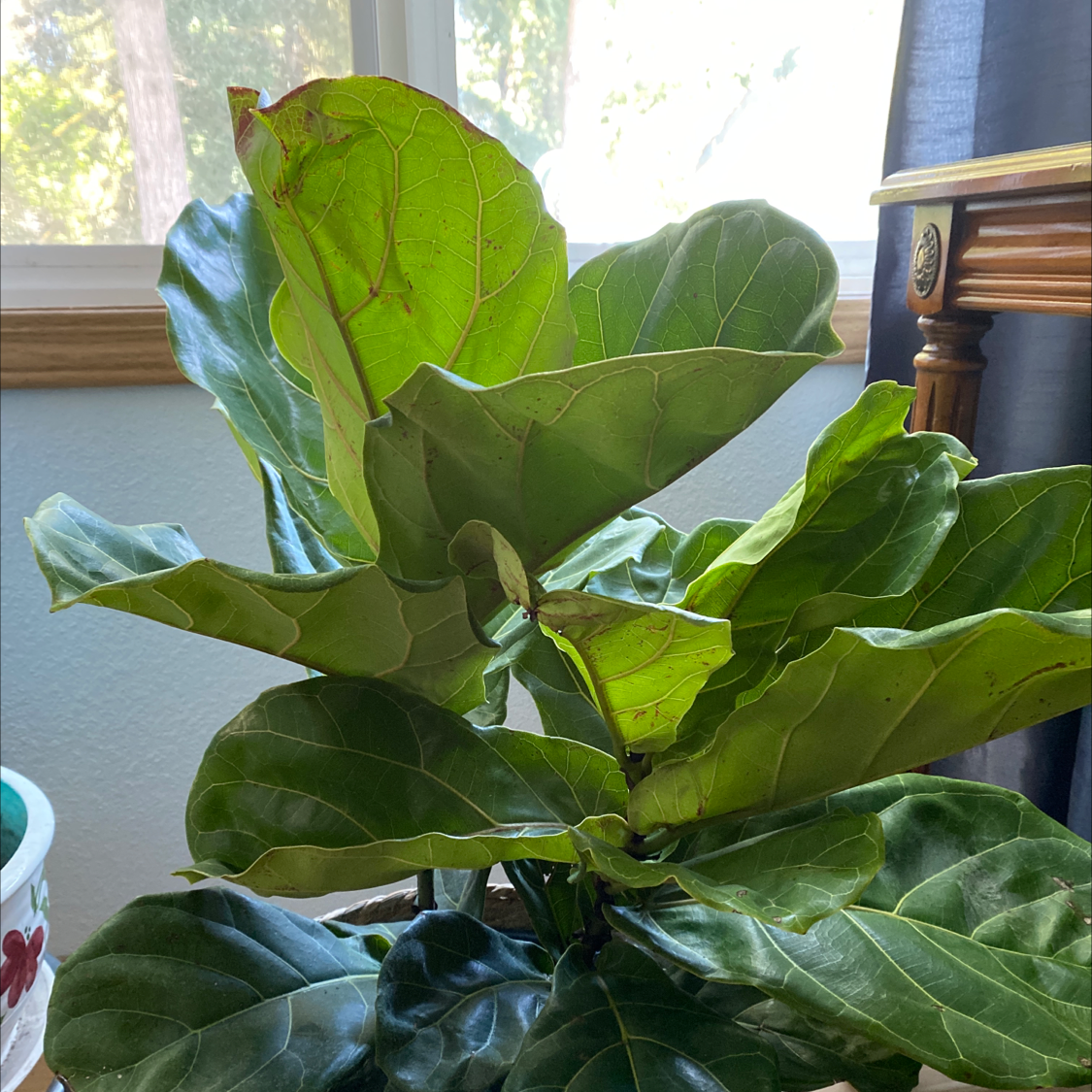 Fiddle Leaf Fig plant photo by @kingbeck13 named Fig on Greg, the plant care app.