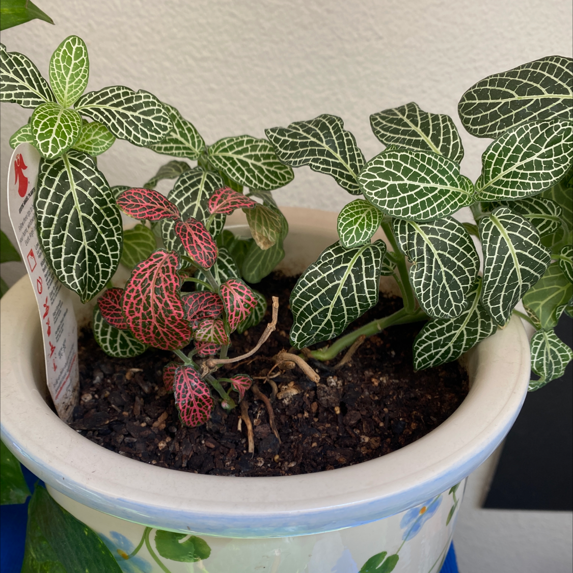 Nerve Plant plant photo by @kingbeck13 named Nevil on Greg, the plant care app.