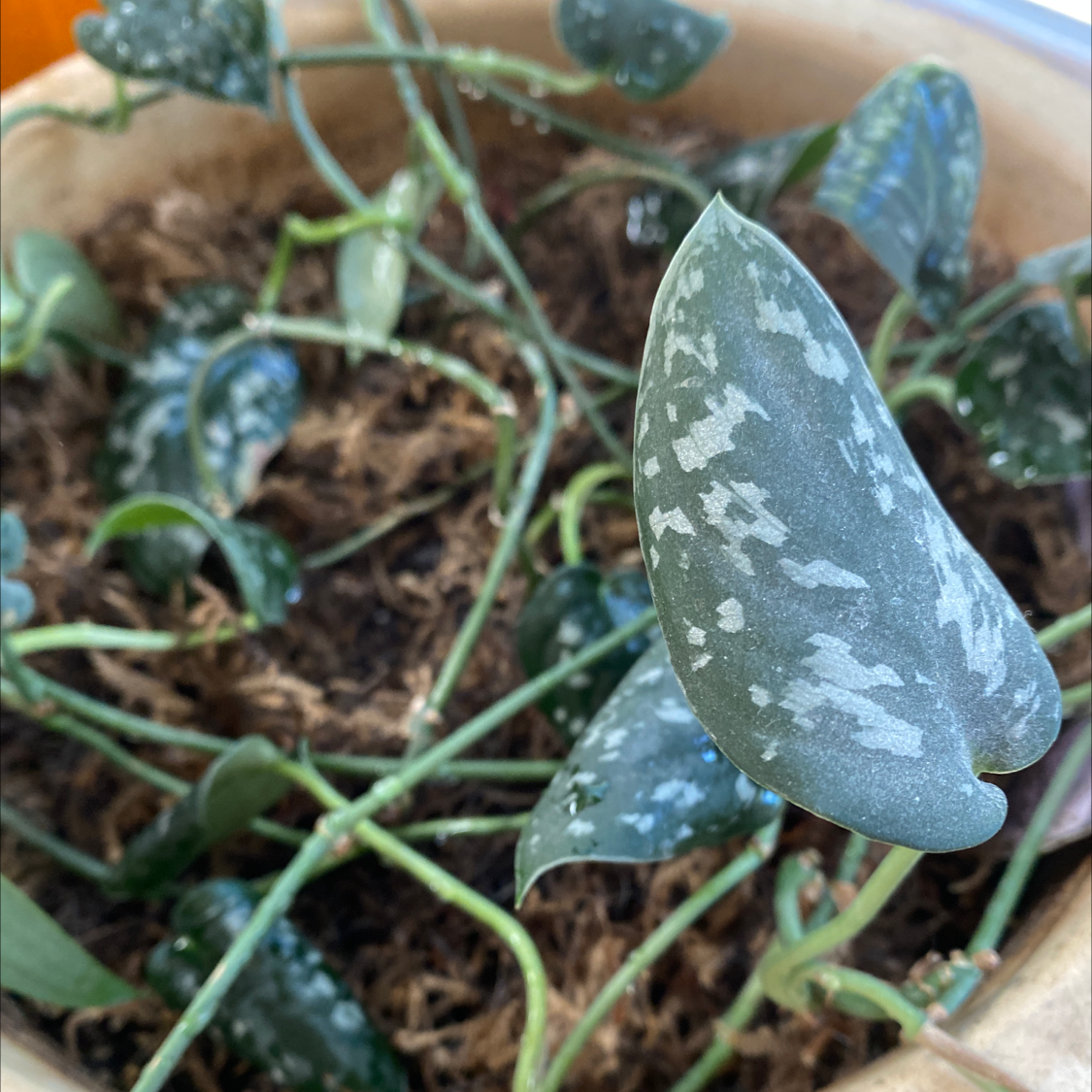 Silver Anne Pothos plant with variegated leaves in a pot, well-framed and in focus.