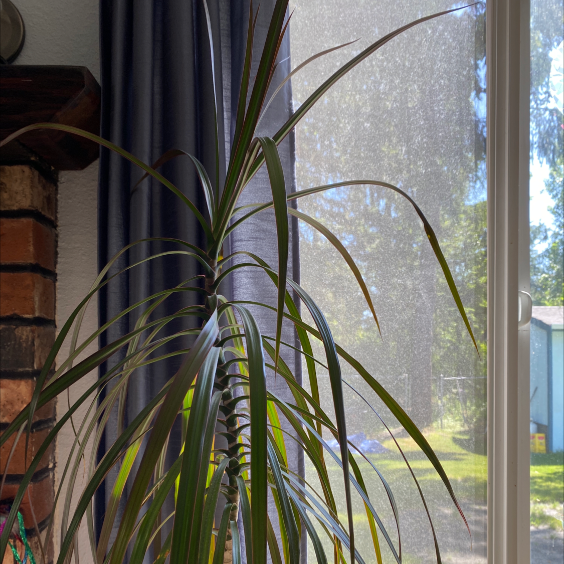 Dragon Tree plant photo by @kingbeck13 named Toothless on Greg, the plant care app.