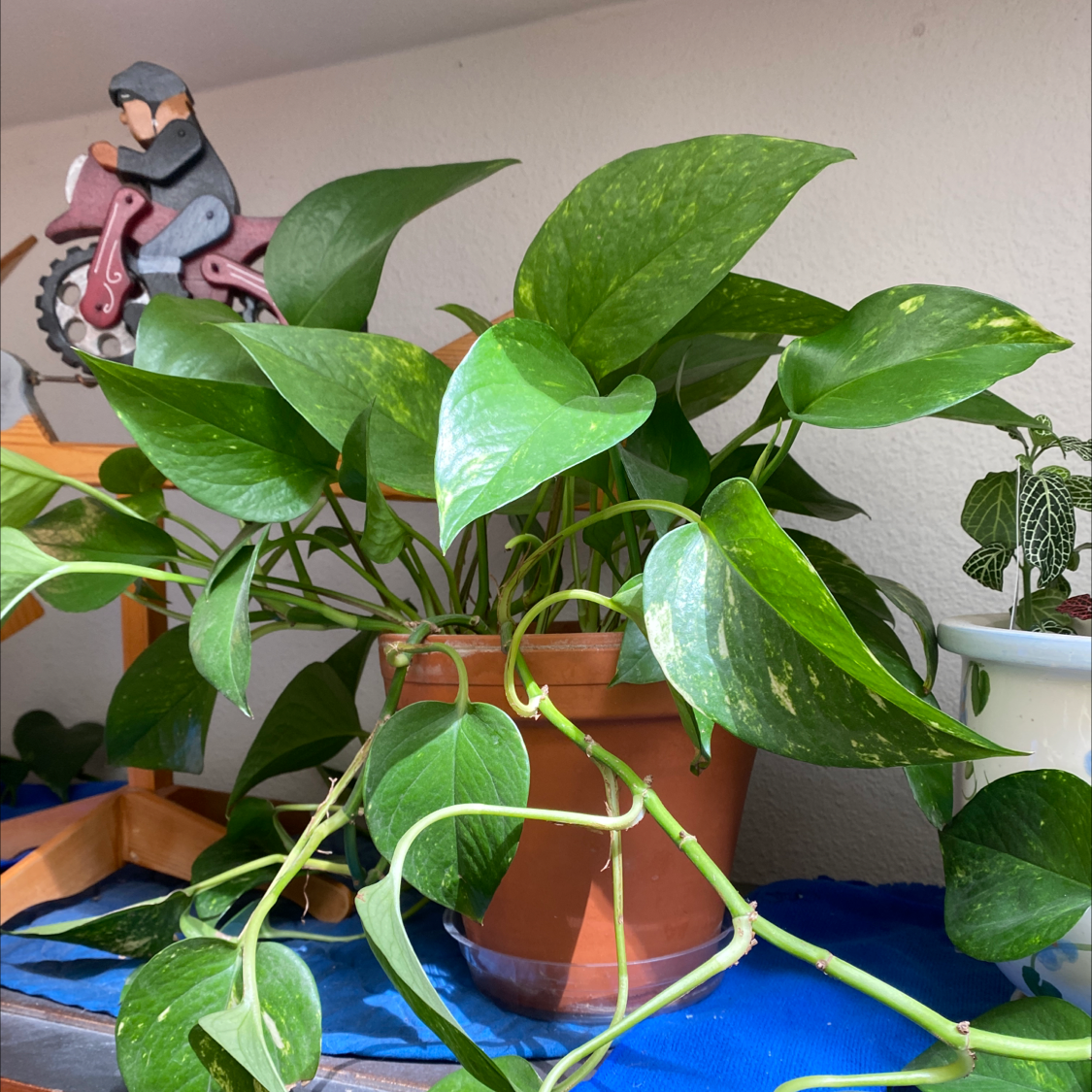 Taro Vine plant photo by @kingbeck13 named Celeste on Greg, the plant care app.