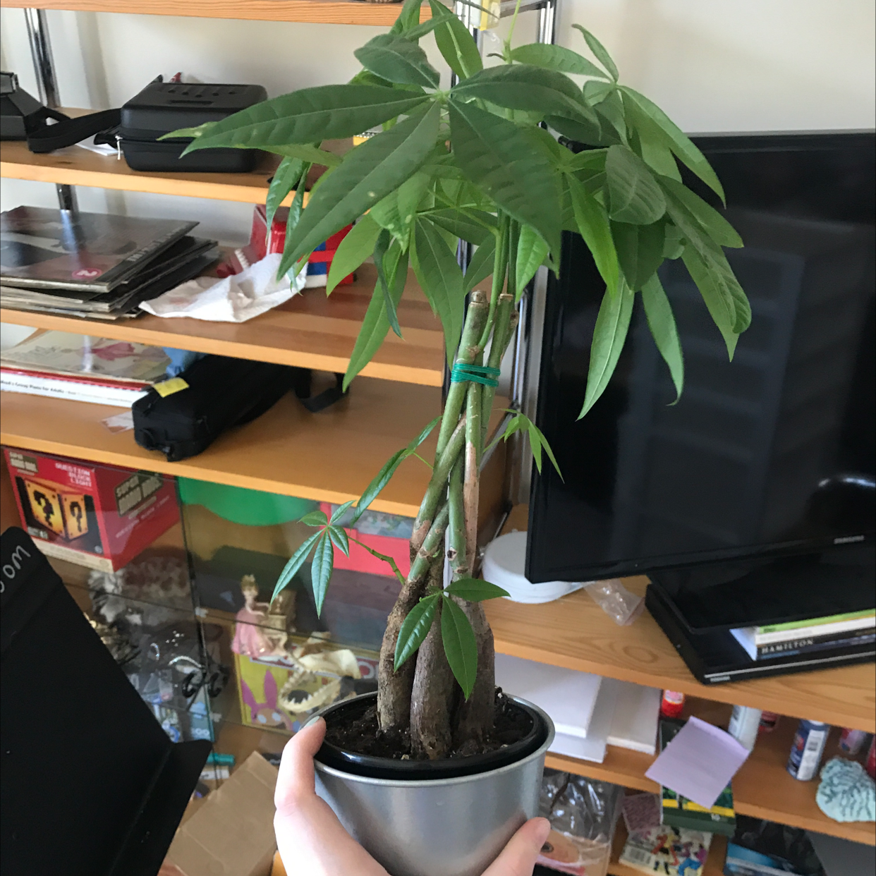 Money Tree plant photo by Yuh named Money boi on Greg, the plant care app.