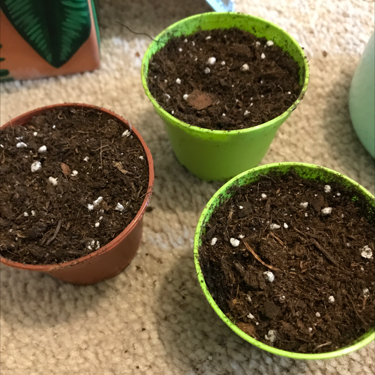Three healthy sweet alyssum plants in lime green pots with dark soil topped with white perlite granules.
