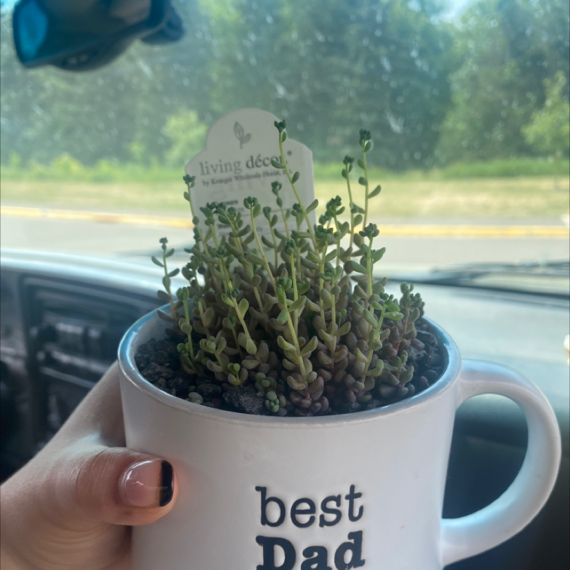 Corsican Stonecrop plant in a 'best Dad' pot, held by a hand, with visible soil.