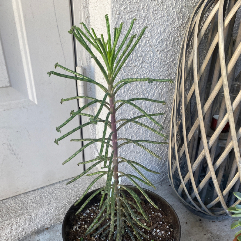 Mother of Millions plant photo by @Plantmom8 named Beyonce on Greg, the plant care app.