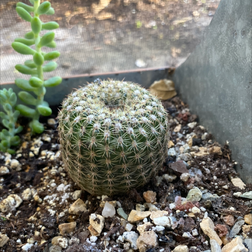 Comb Hedgehog Cactus in a pot with rocky soil, another succulent in the background.