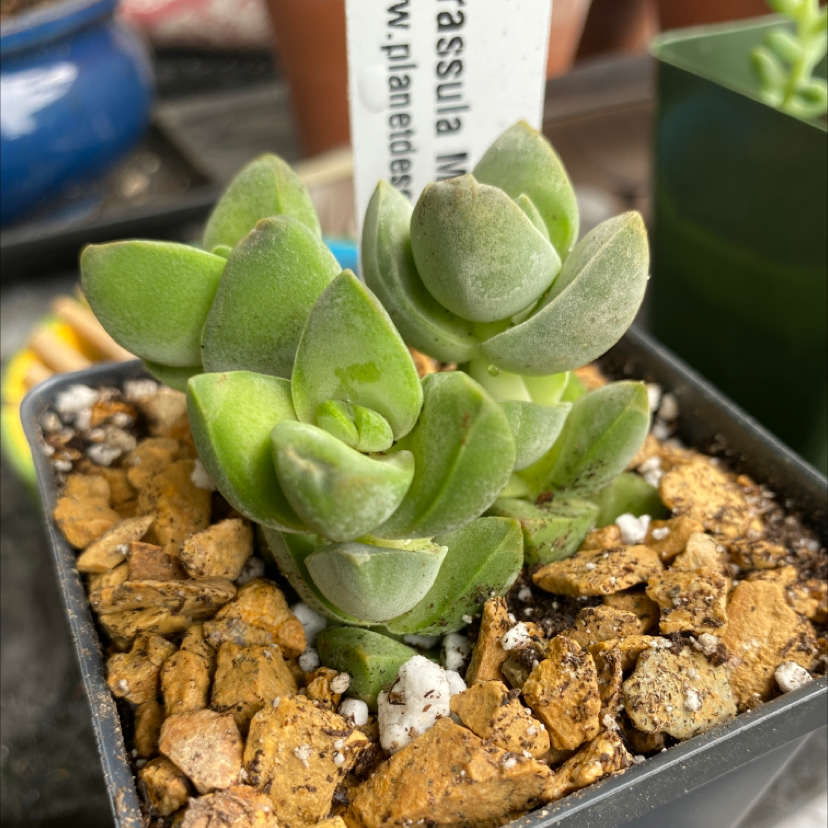 Photo of the plant species Crassula 'Moonglow' by @Plantmom8 named Bella on Greg, the plant care app