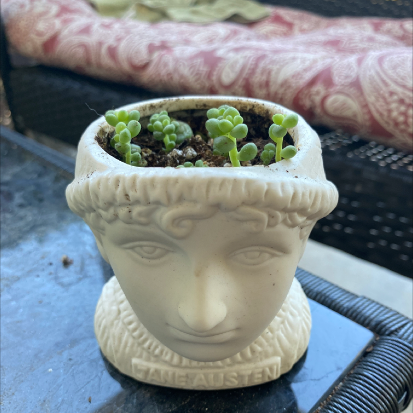 Burro's Tail plant photo by @Plantmom8 named Jane’s Hair on Greg, the plant care app.