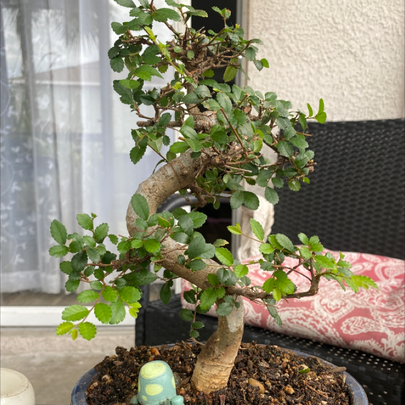 Healthy Chinese Elm bonsai tree with dense green foliage in a decorative pot, tended to by a hand reaching into the frame.