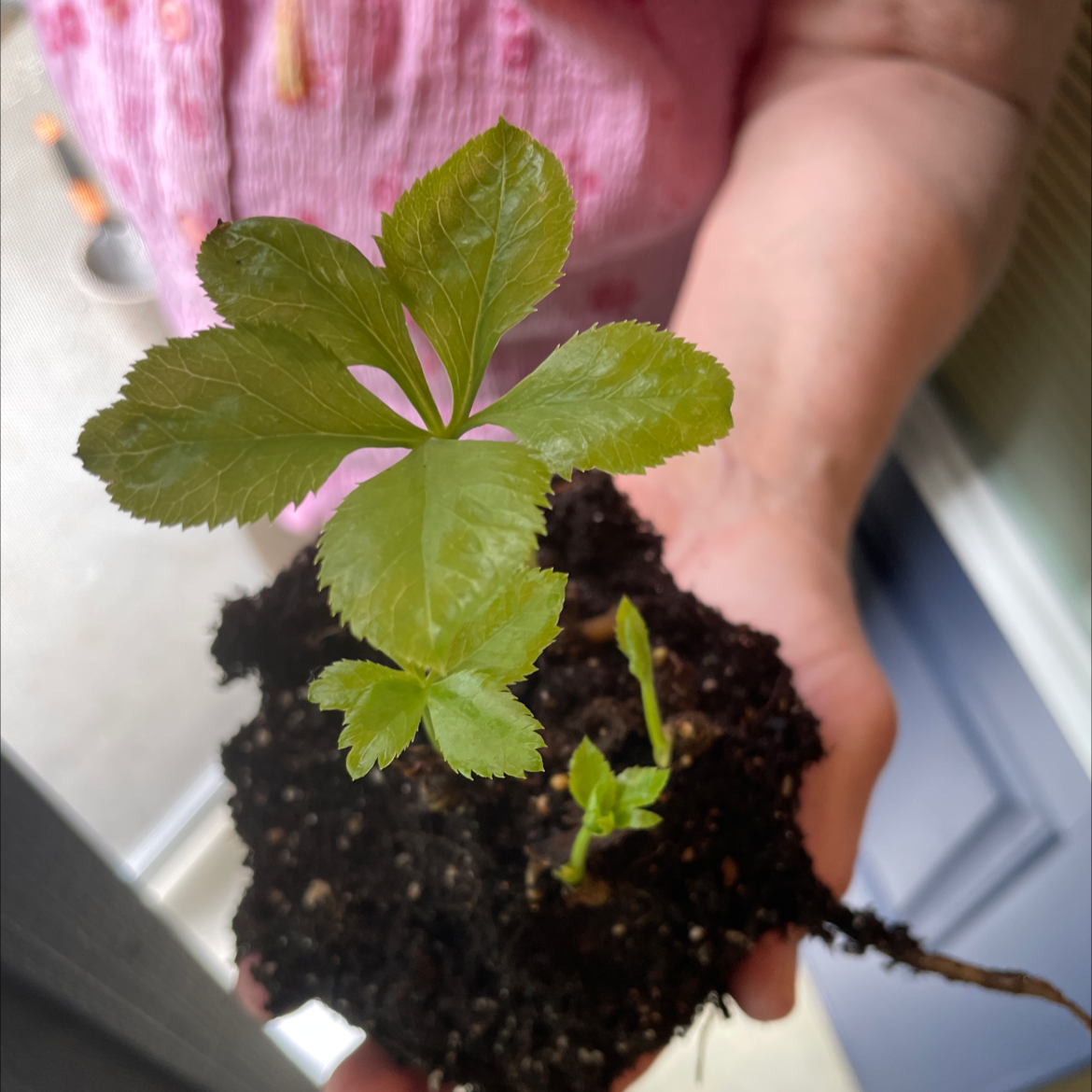 A small Lenten Rose plant with green leaves held by a person, with visible soil.