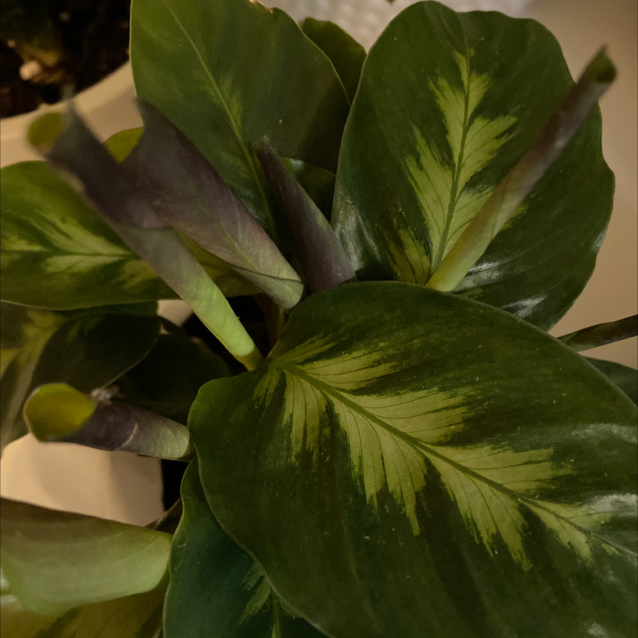 Prayer Plant 'Maui Queen' with dark green leaves and light green patterns in a pot.