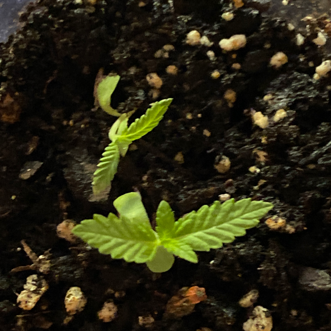 Marijuana plant photo by Sarah named marley on Greg, the plant care app.