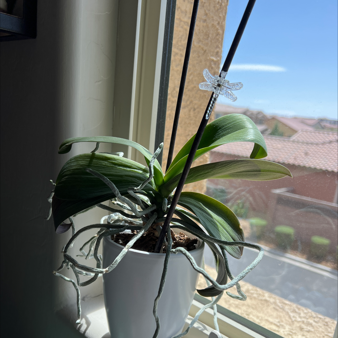 Moon Orchid (Phalaenopsis) in a white pot on a windowsill with green leaves and aerial roots.