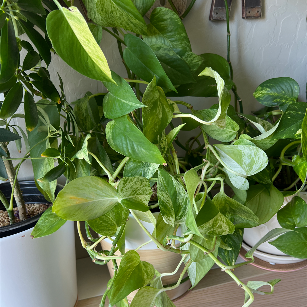 Marble Queen Pothos plant with variegated green and white leaves, appears healthy.