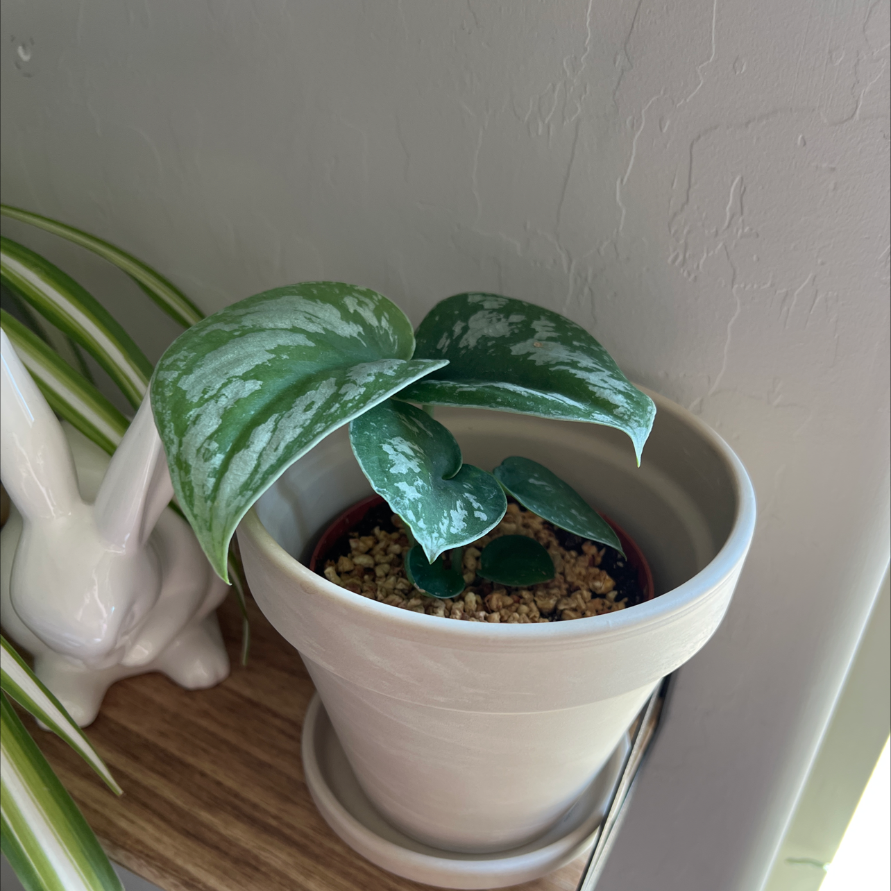 A healthy Satin Pothos plant with large, silvery patterned leaves in a white ceramic pot.