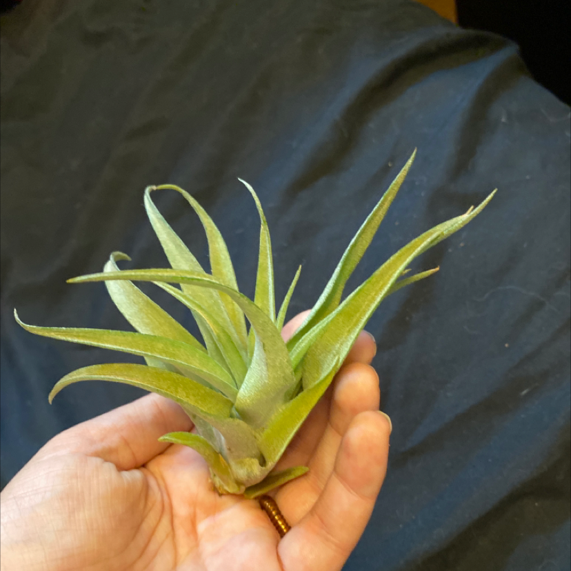 A healthy Fishbone Air Plant being held in a hand.