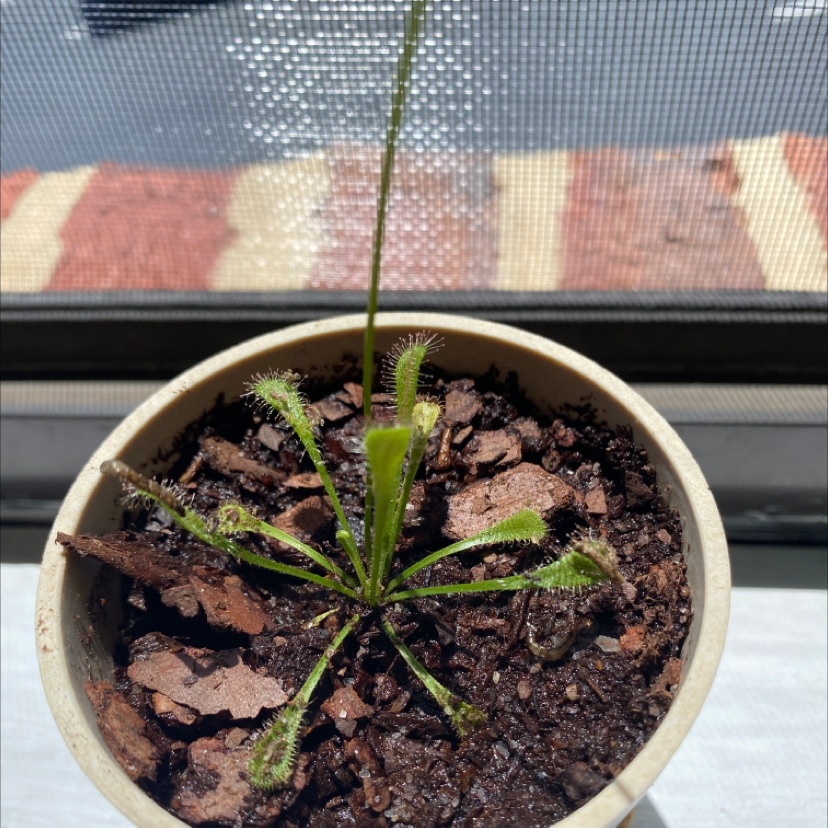 Spoon-Leaved Sundew plant in a pot with visible soil, well-framed and healthy.