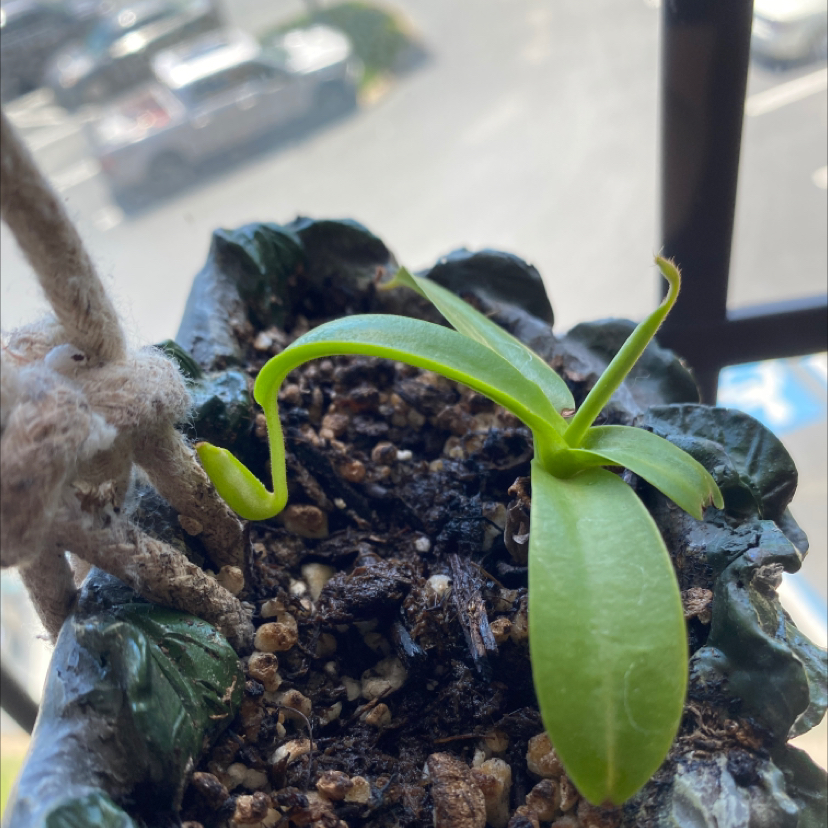 Photo of the plant species Nepenthes inermis by @Theplant98 named Pax on Greg, the plant care app