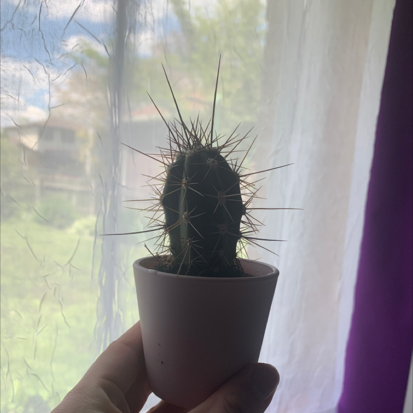 Kingcup Cactus in a small pot held by a hand, with a window in the background.