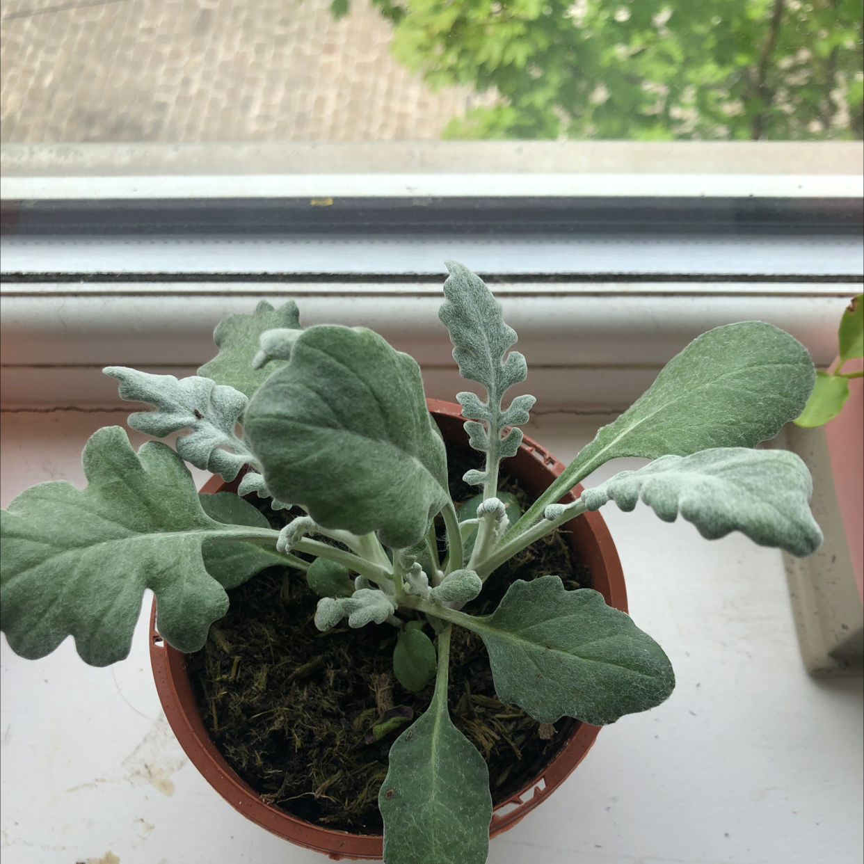 A healthy, thriving Silver Dollar Tree plant with distinctive round, silvery seed pods, sitting on a windowsill.