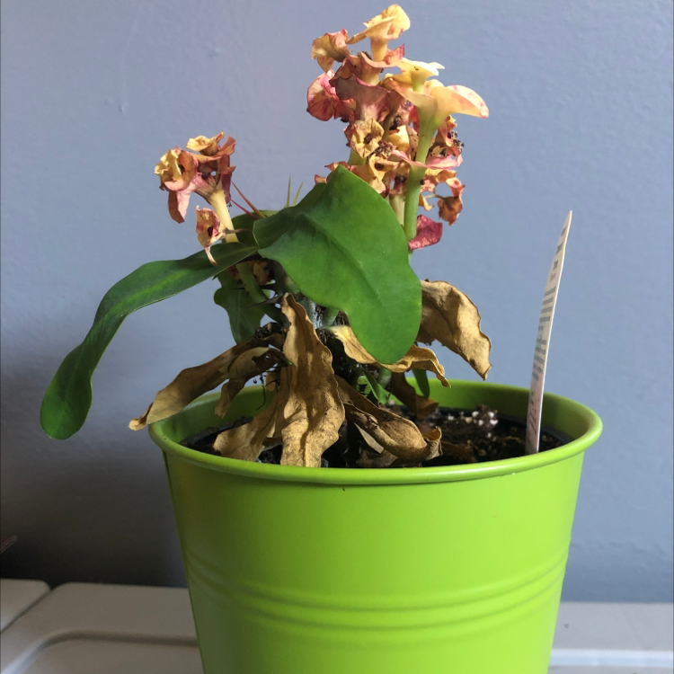 Crown of Thorns plant photo by @tonim419 named Diana on Greg, the plant care app.