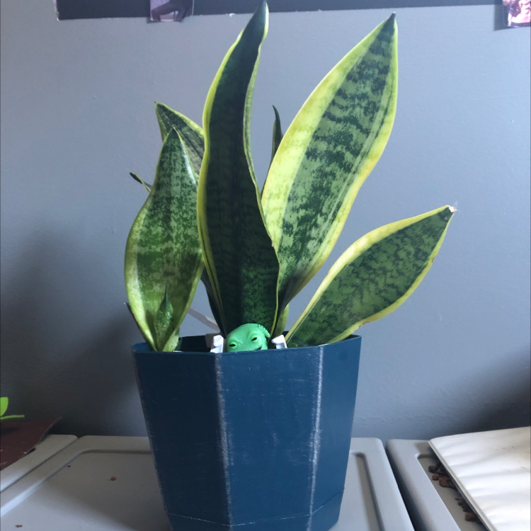 Snake Plant plant photo by @tonim419 named Vanya on Greg, the plant care app.