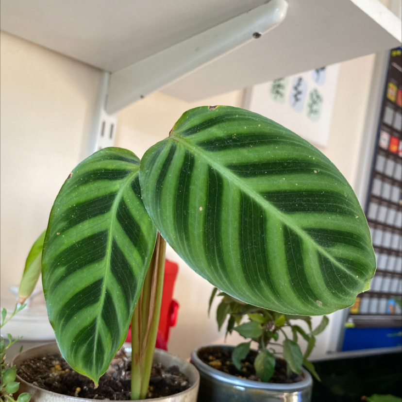Zebra Calathea plant photo by @Emiliekt1 named Zebra on Greg, the plant care app.